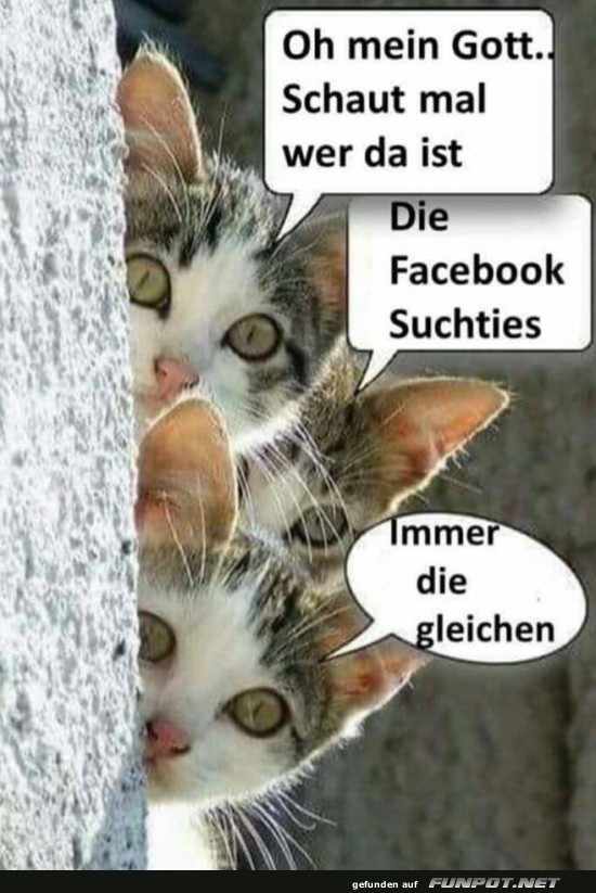 Drei neugierige Katzen kommentieren Social Media Drei neugierige Katzen kommentieren Social Media
