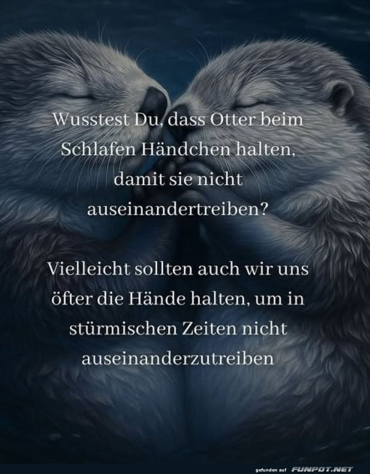 Otter halten Händchen beim Schlafen Otter halten Händchen beim Schlafen
