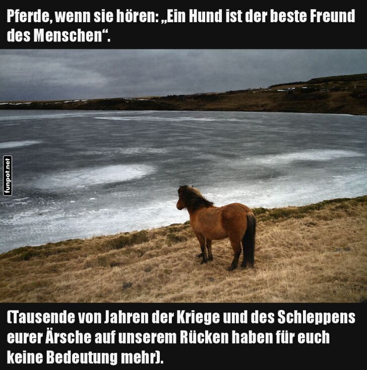 Pferde und ihre Gedanken über Menschen Pferde und ihre Gedanken über Menschen