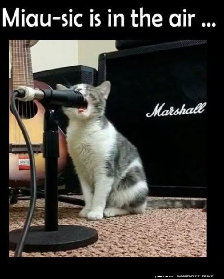 Katze singt ins Mikrofon Katze singt ins Mikrofon