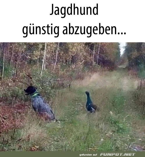 Lustiges Bild: Jagdhund trifft auf Ente Lustiges Bild: Jagdhund trifft auf Ente