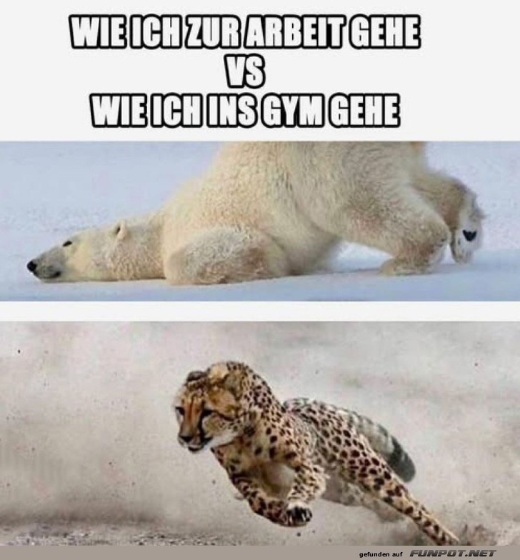 Lustiger Vergleich: Arbeit vs. Gym Lustiger Vergleich: Arbeit vs. Gym