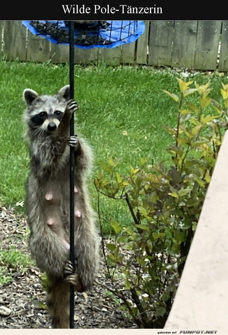Waschbär als unerwartete Pole-Tänzerin Waschbär als unerwartete Pole-Tänzerin