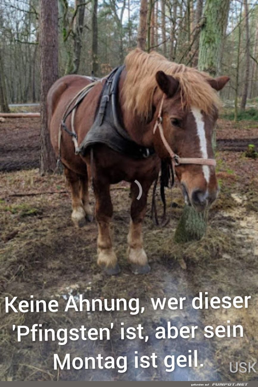 Pferd im Wald mit lustigem Spruch Pferd im Wald mit lustigem Spruch