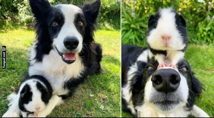 Hund kuschelt mit Meerschweinchen im Garten Hund kuschelt mit Meerschweinchen im Garten