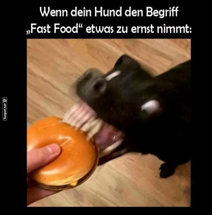 Hund stürzt sich auf Burger mit voller Begeisterung Hund stürzt sich auf Burger mit voller Begeisterung