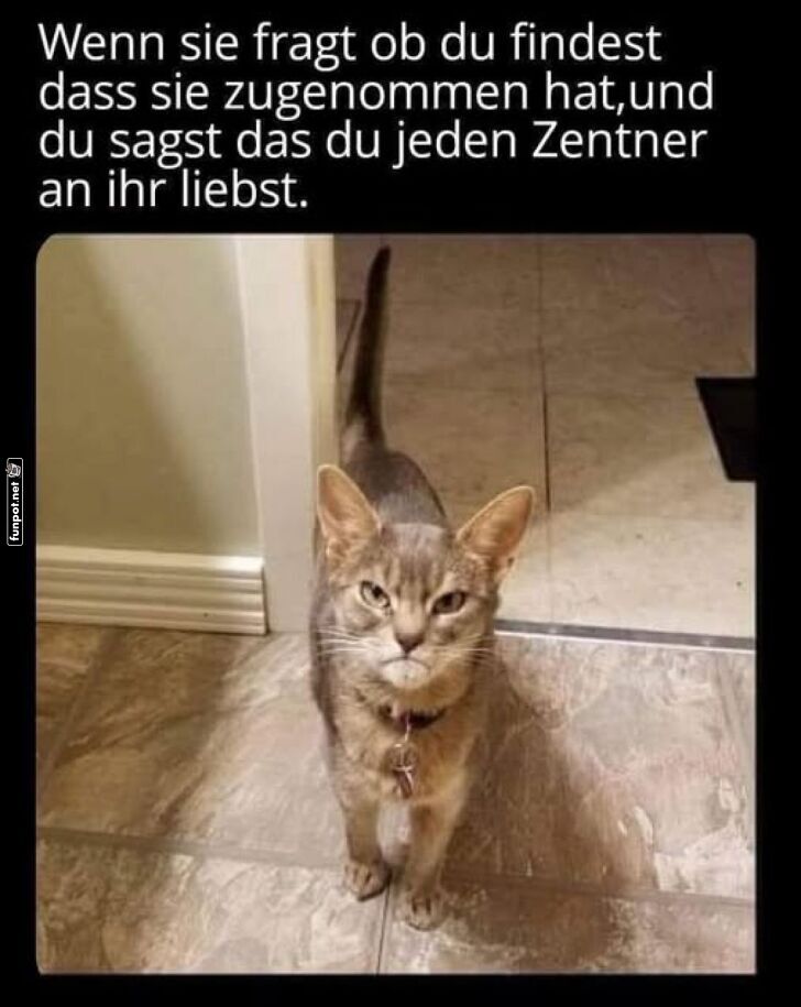Lustige Katze und ein cleverer Kommentar Lustige Katze und ein cleverer Kommentar
