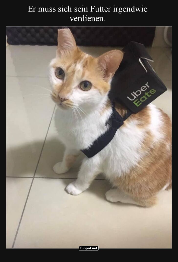 Katze als Uber Eats Lieferant Katze als Uber Eats Lieferant