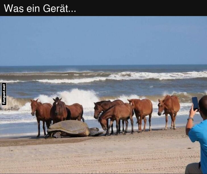 Pferde und Schildkröte am Strand Pferde und Schildkröte am Strand