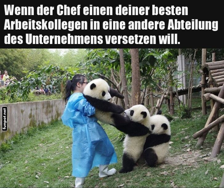 Pandas im lustigen Arbeitsdrama Pandas im lustigen Arbeitsdrama