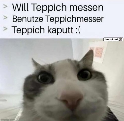 Katze und das Teppich-Missgeschick Katze und das Teppich-Missgeschick