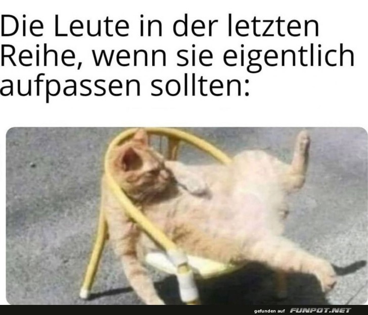 Entspannter Kater in der letzten Reihe Entspannter Kater in der letzten Reihe