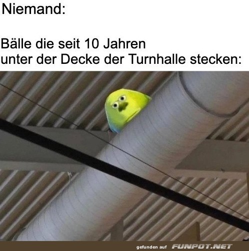 Lustiger Vogel in der Turnhalle Lustiger Vogel in der Turnhalle