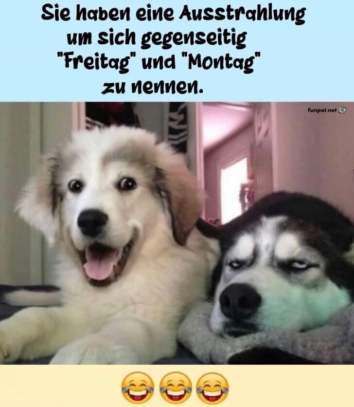 Zwei Hunde mit lustiger Wochenstartenergie Zwei Hunde mit lustiger Wochenstartenergie