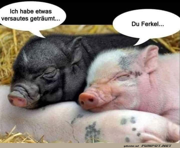 Zwei Ferkel im Heu mit lustigem Dialog Zwei Ferkel im Heu mit lustigem Dialog