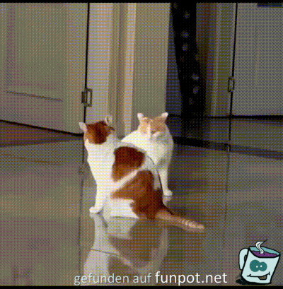Lustige Katzen Lustige Katzen