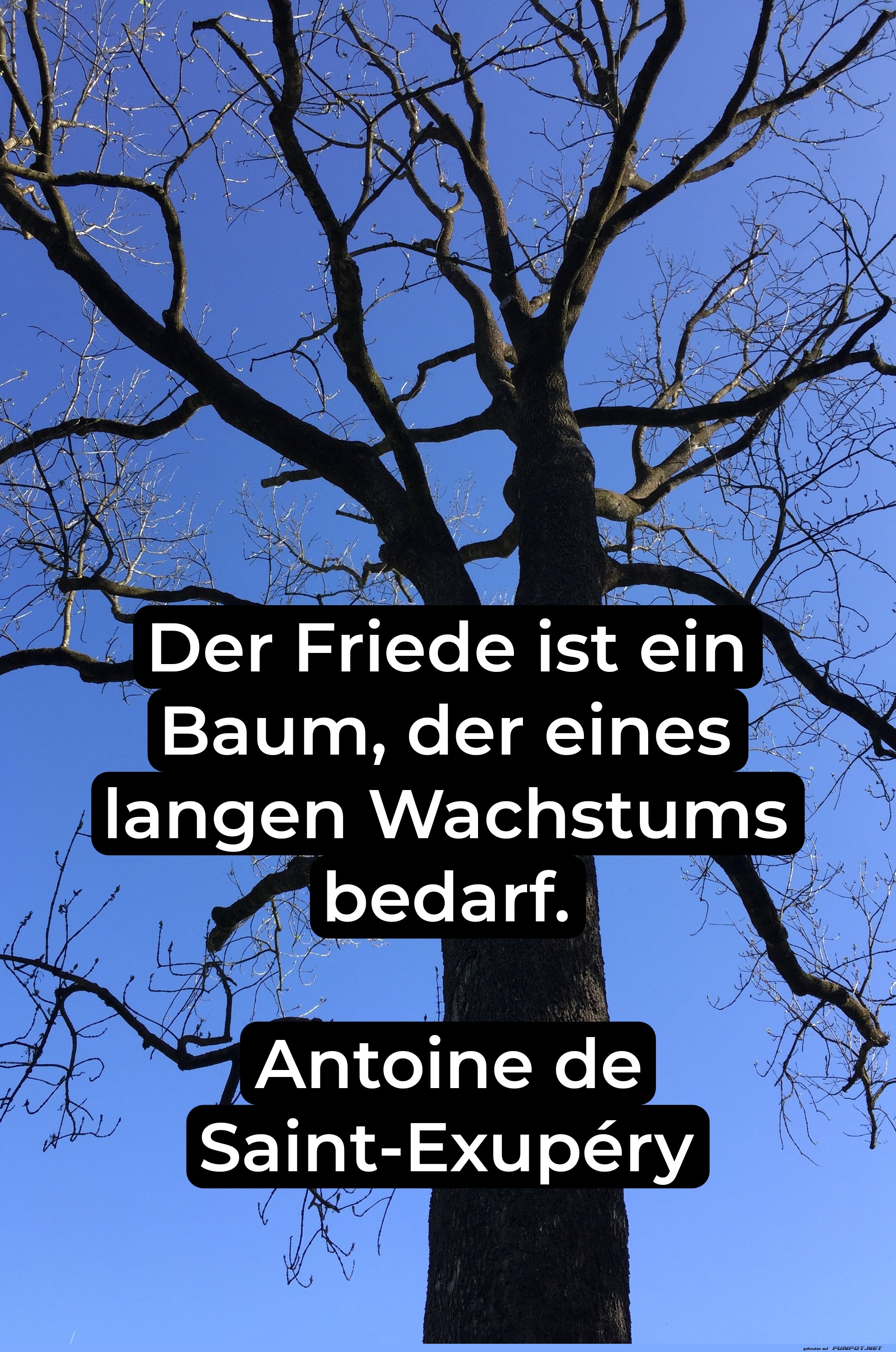 der friede ist ein baum der friede ist ein baum