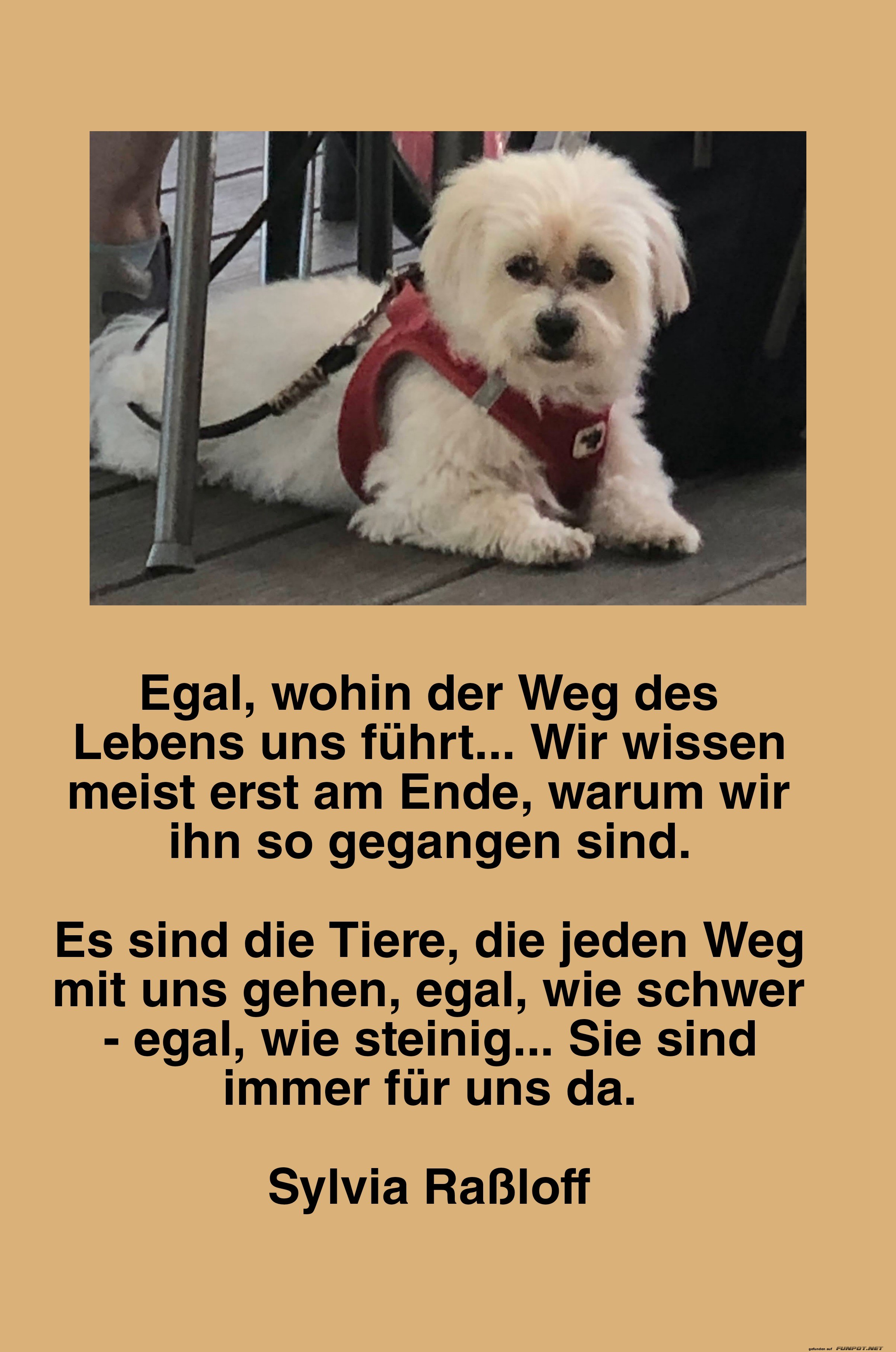 Niedlicher Hund mit inspirierendem Zitat Niedlicher Hund mit inspirierendem Zitat