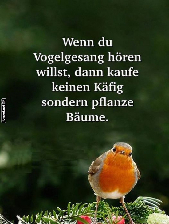 Vogelgesang ohne Käfig erleben Vogelgesang ohne Käfig erleben