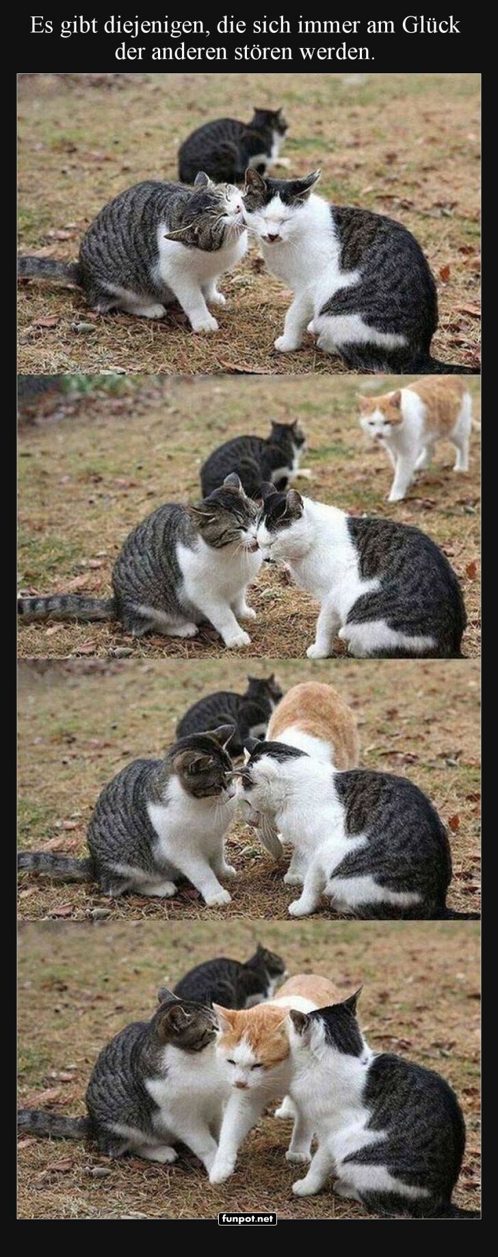 Katzen und ihre kleinen Störungen Katzen und ihre kleinen Störungen