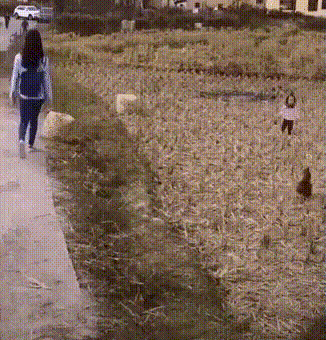 Huhn gefangen Huhn gefangen