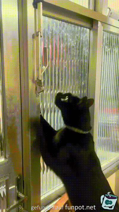 Clevere Katze