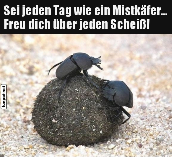 Inspiration vom Mistkäfer Inspiration vom Mistkäfer