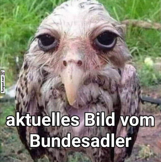 Humorvolles Bundesadler-Meme Humorvolles Bundesadler-Meme