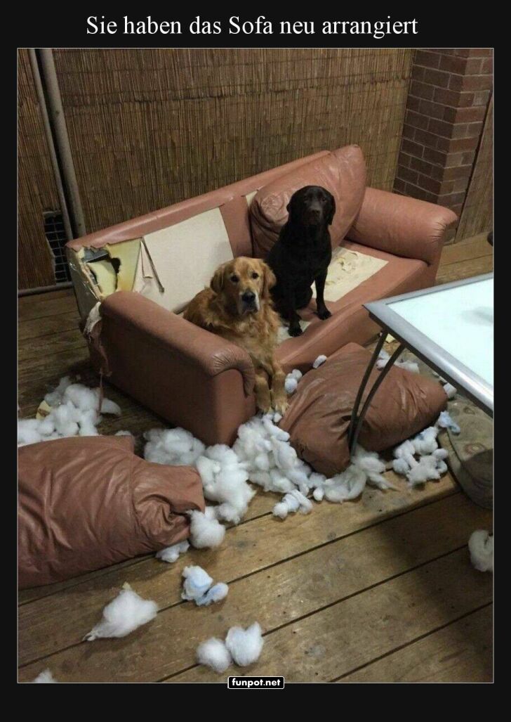 Zwei Hunde und ein zerzaustes Sofa Zwei Hunde und ein zerzaustes Sofa