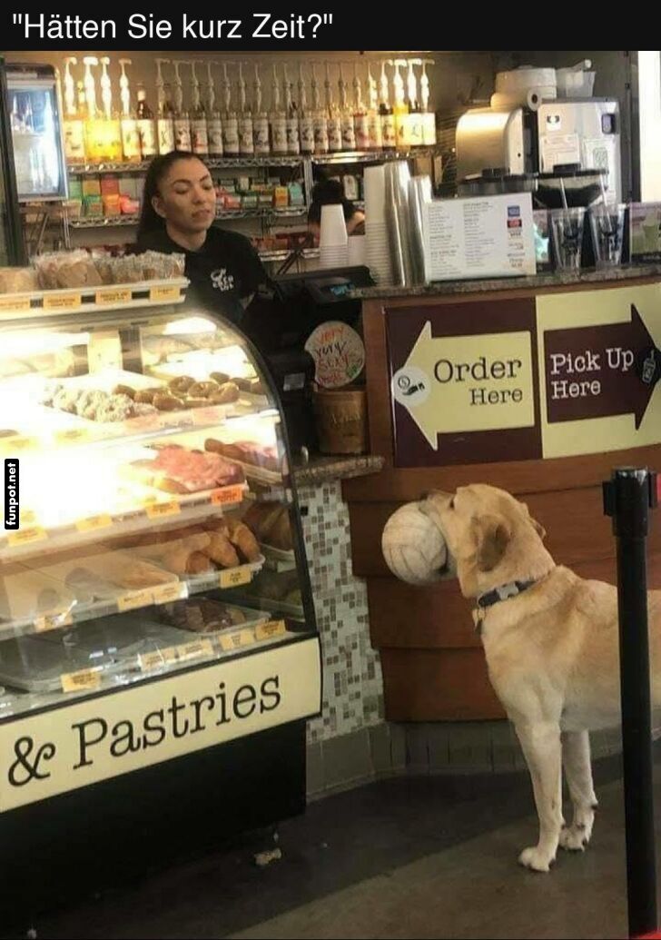 Hund mit Weidenkorb beim Bäcker Hund mit Weidenkorb beim Bäcker