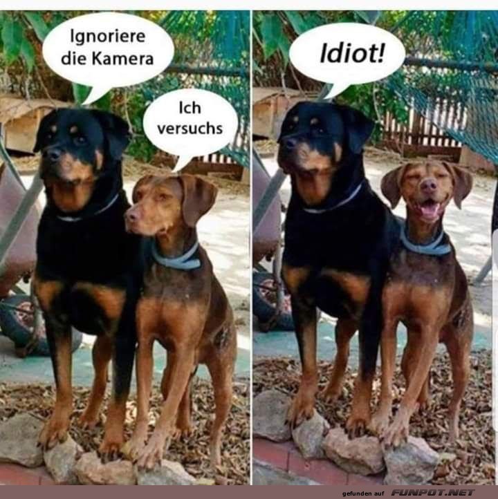 Lustiges Hundemem: Kamera ignorieren Lustiges Hundemem: Kamera ignorieren