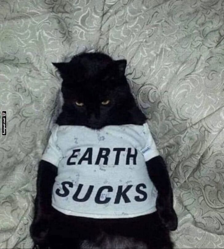 Mürrische Katze mit frechem T-Shirt Mürrische Katze mit frechem T-Shirt