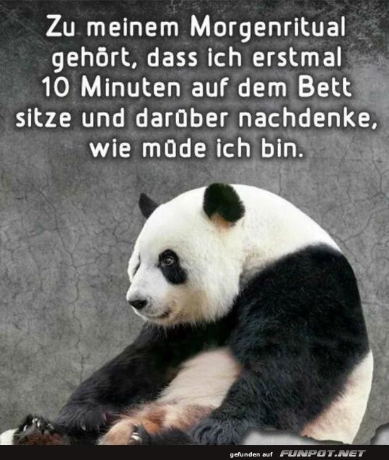 Panda und Morgenrituale Panda und Morgenrituale