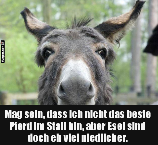 Lustiger Esel mit humorvollem Spruch Lustiger Esel mit humorvollem Spruch