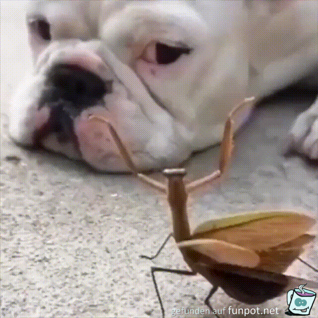 Hund ist unbeeindruckt Hund ist unbeeindruckt