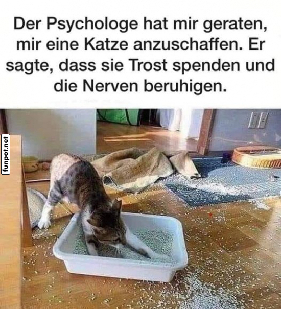 Katze sorgt für Chaos statt Trost Katze sorgt für Chaos statt Trost