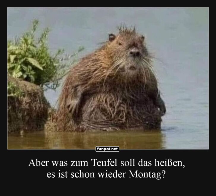 Montagmorgen-Frust bei einem Biberr Montagmorgen-Frust bei einem Biberr