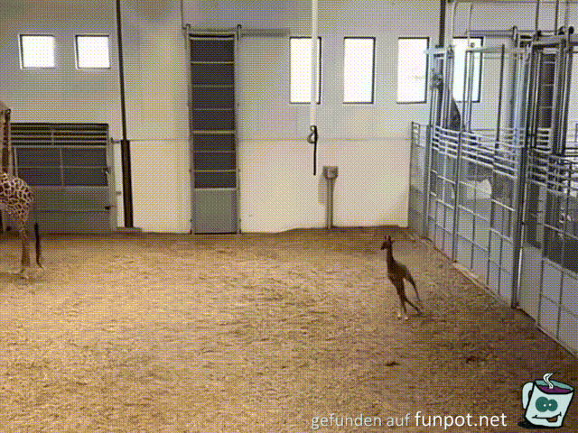 witzige animierte Bilder aus verschiedenen Blogs