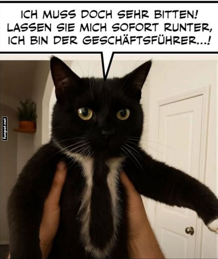 Kater besteht auf Respekt Kater besteht auf Respekt