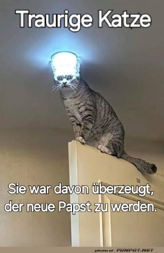 Katze mit Heiligenschein Katze mit Heiligenschein