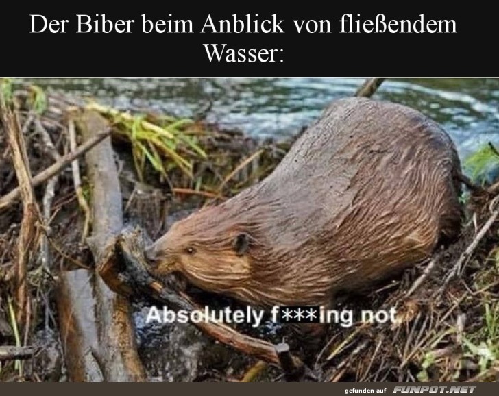 Der Biber und seine harte Arbeit am Fluss Der Biber und seine harte Arbeit am Fluss