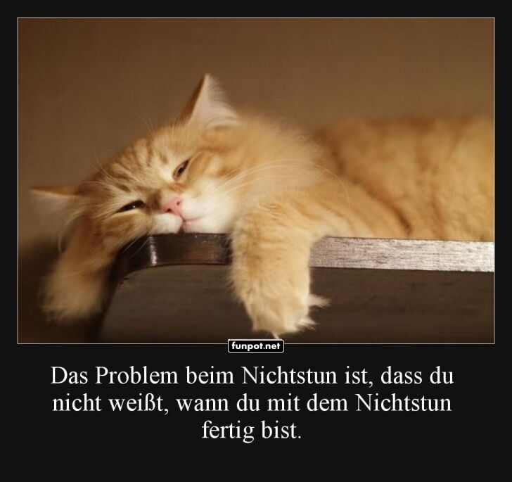 Schlafende Katze in entspannter Pose Schlafende Katze in entspannter Pose