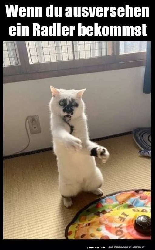 Überraschte Katze mit Radler Überraschte Katze mit Radler
