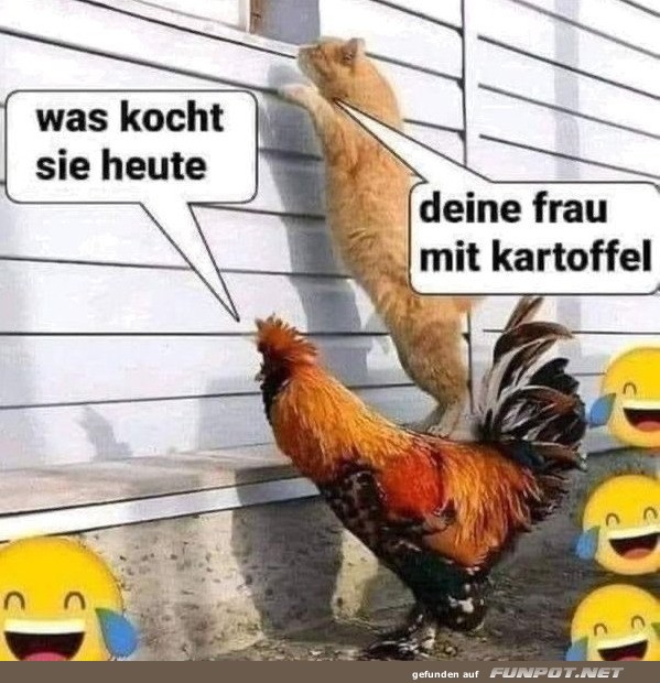 Lustiger Dialog zwischen Katze und Huhn Lustiger Dialog zwischen Katze und Huhn
