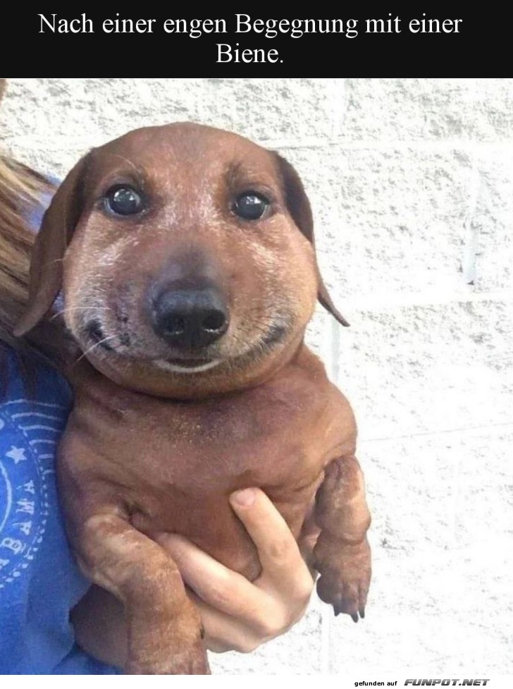 Hund mit geschwollenem Gesicht nach Bienenstich Hund mit geschwollenem Gesicht nach Bienenstich