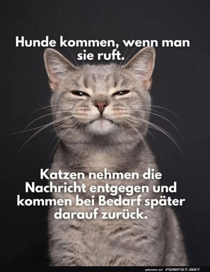 Katzen-Charme und Unabhängigkeit Katzen-Charme und Unabhängigkeit