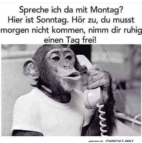 Affe telefoniert mit Montag Affe telefoniert mit Montag