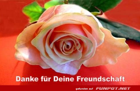 Danke für Deine Freundschaft Danke für Deine Freundschaft