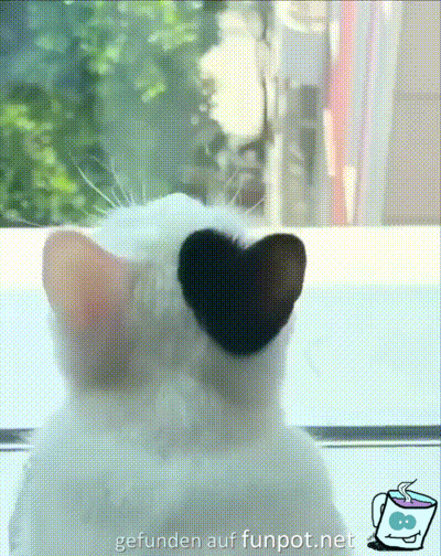Katze mit Herz-Ohr Katze mit Herz-Ohr