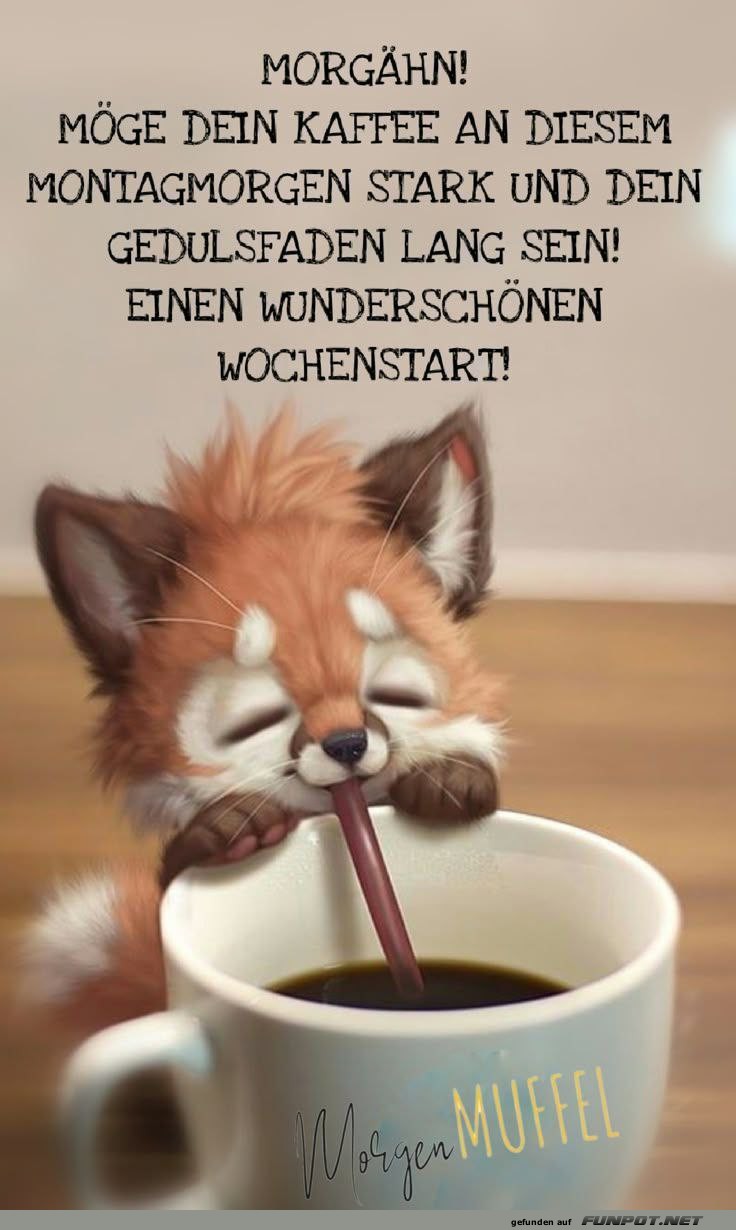 Niedliches Fuchsbild für den Wochenstart Niedliches Fuchsbild für den Wochenstart